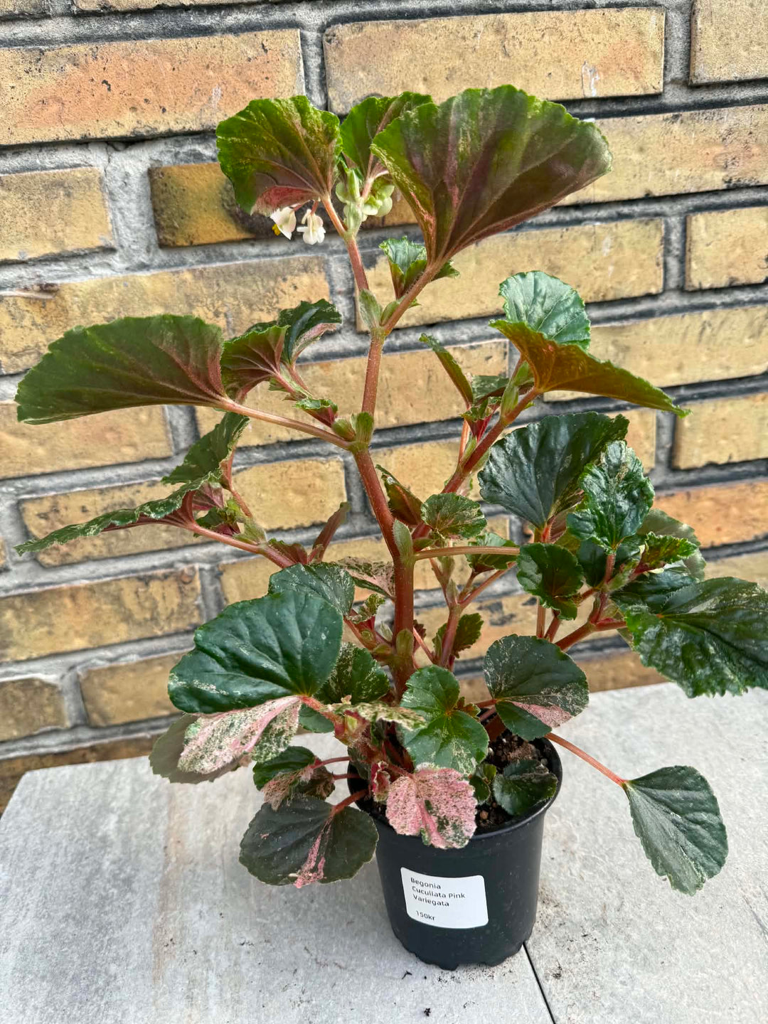Begonia cucullata pink variegata