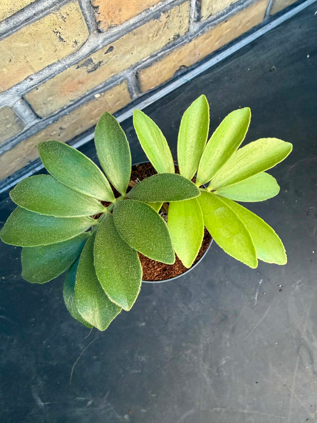 Zamia furfuracea