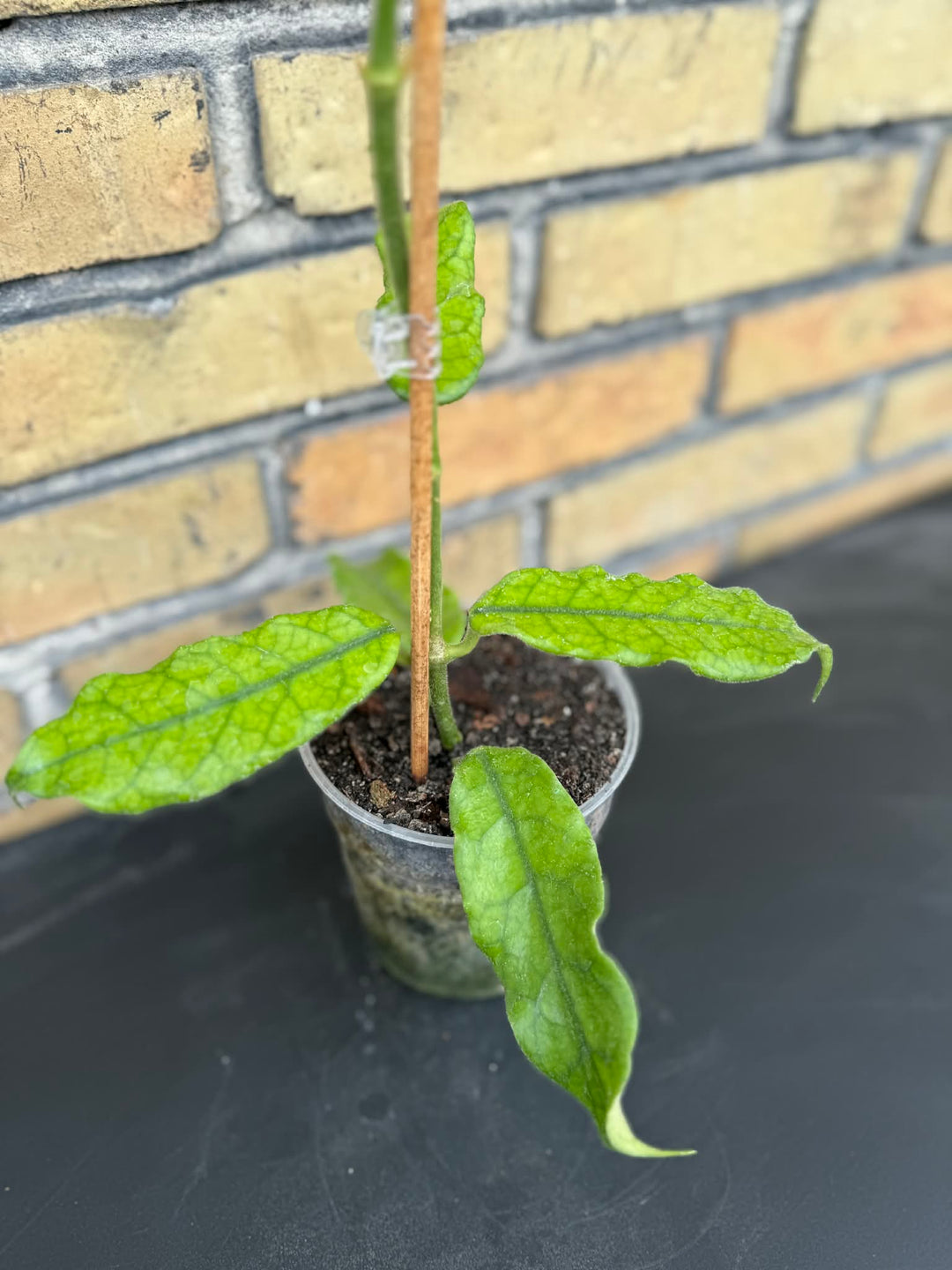 Hoya villosa