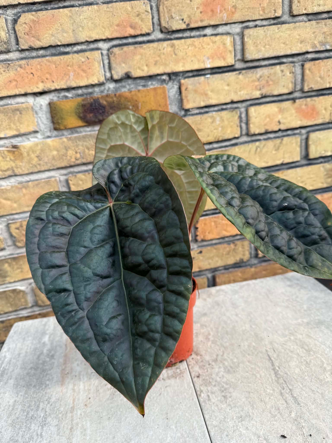 Anthurium red chrystalinum x luxurians