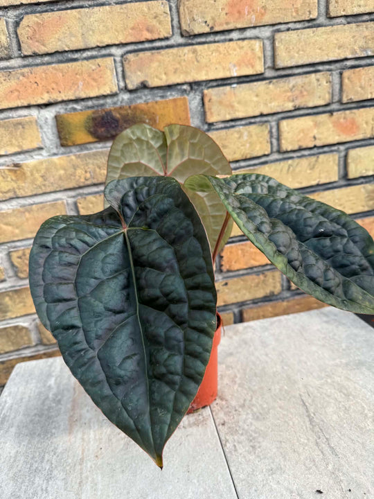 Anthurium red chrystalinum x luxurians