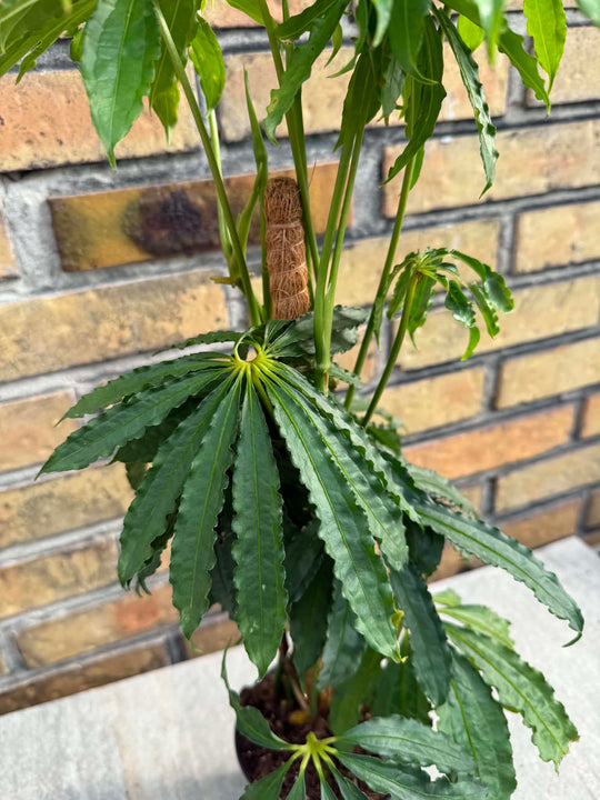 Anthurium polyschistum