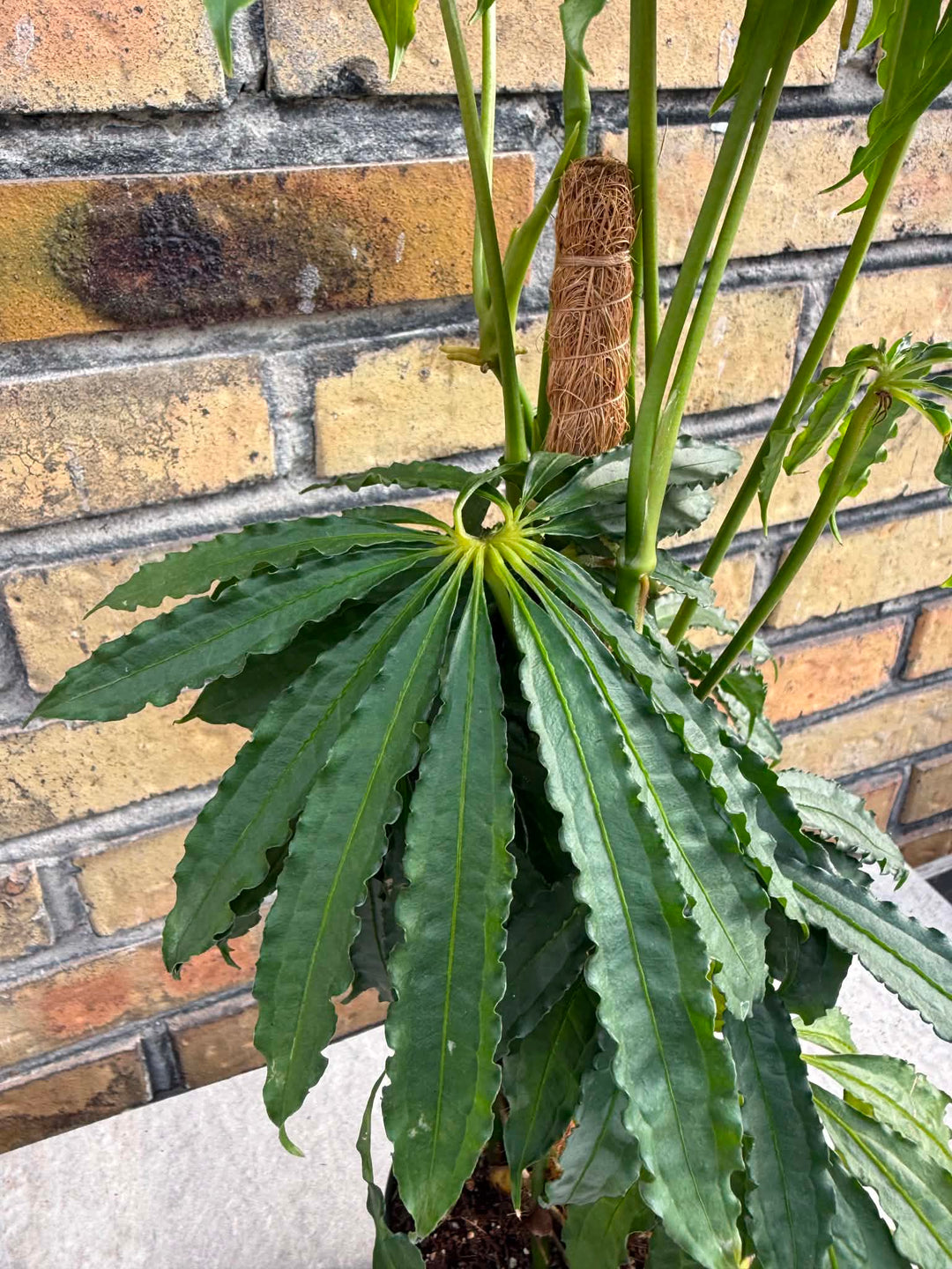 Anthurium polyschistum
