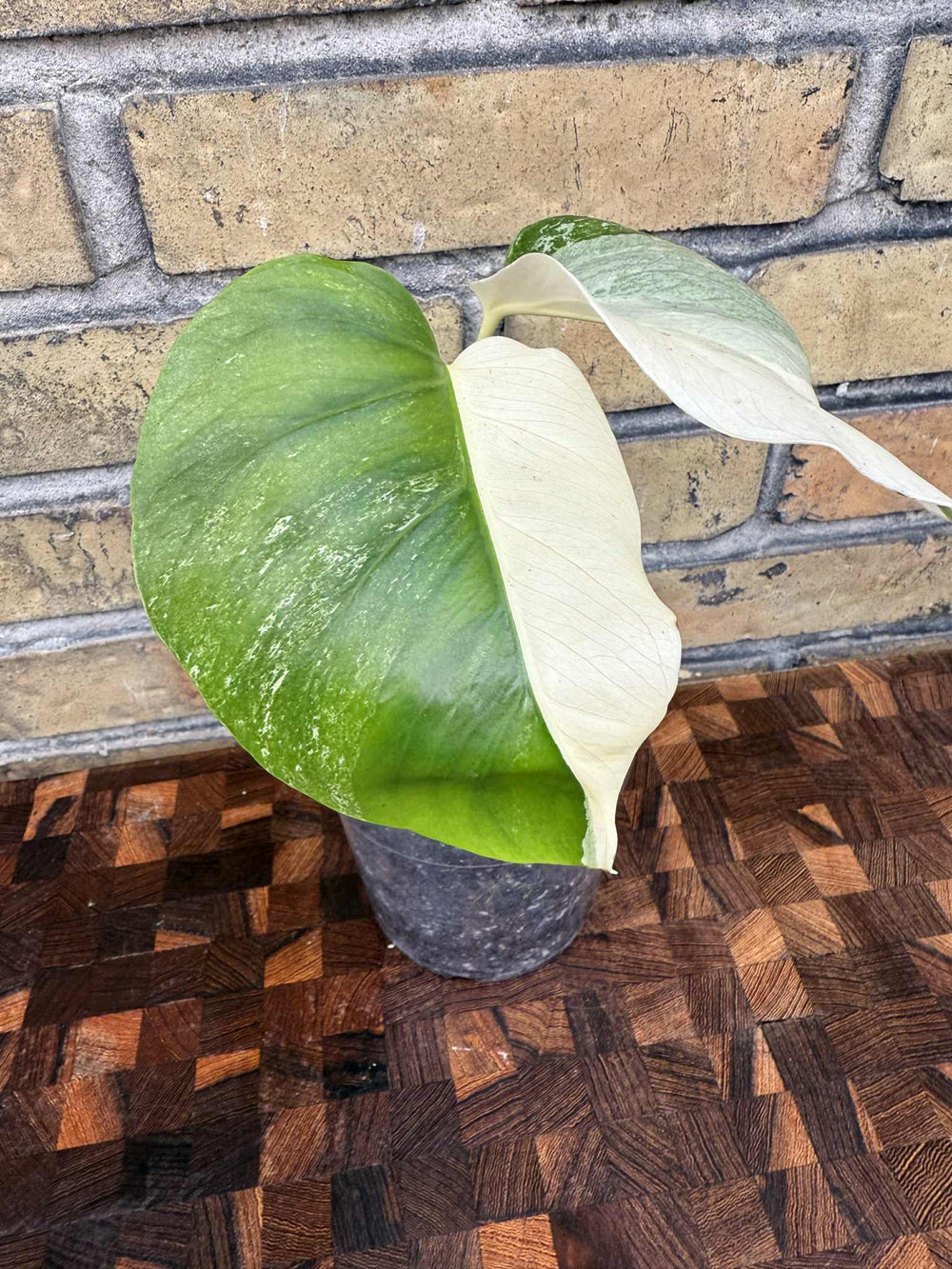 Monstera albo 12 cm