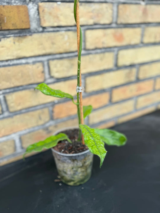 Hoya villosa