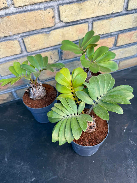 Zamia furfuracea