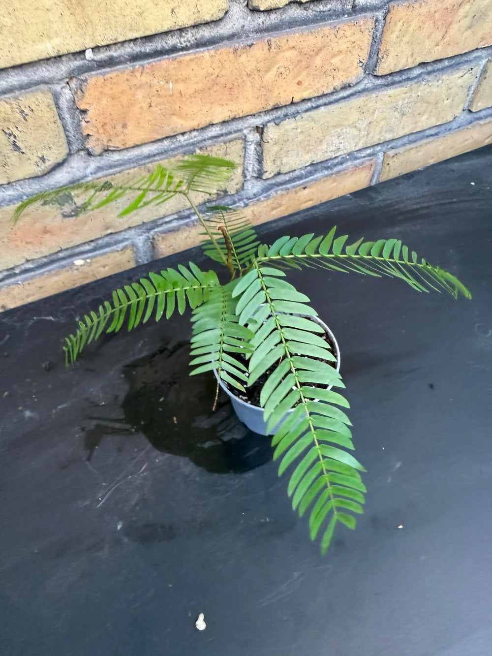 Cojoba arbora Everfresh