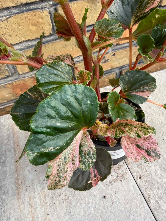 Begonia cucullata pink variegata