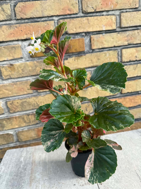 Begonia cucullata pink variegata