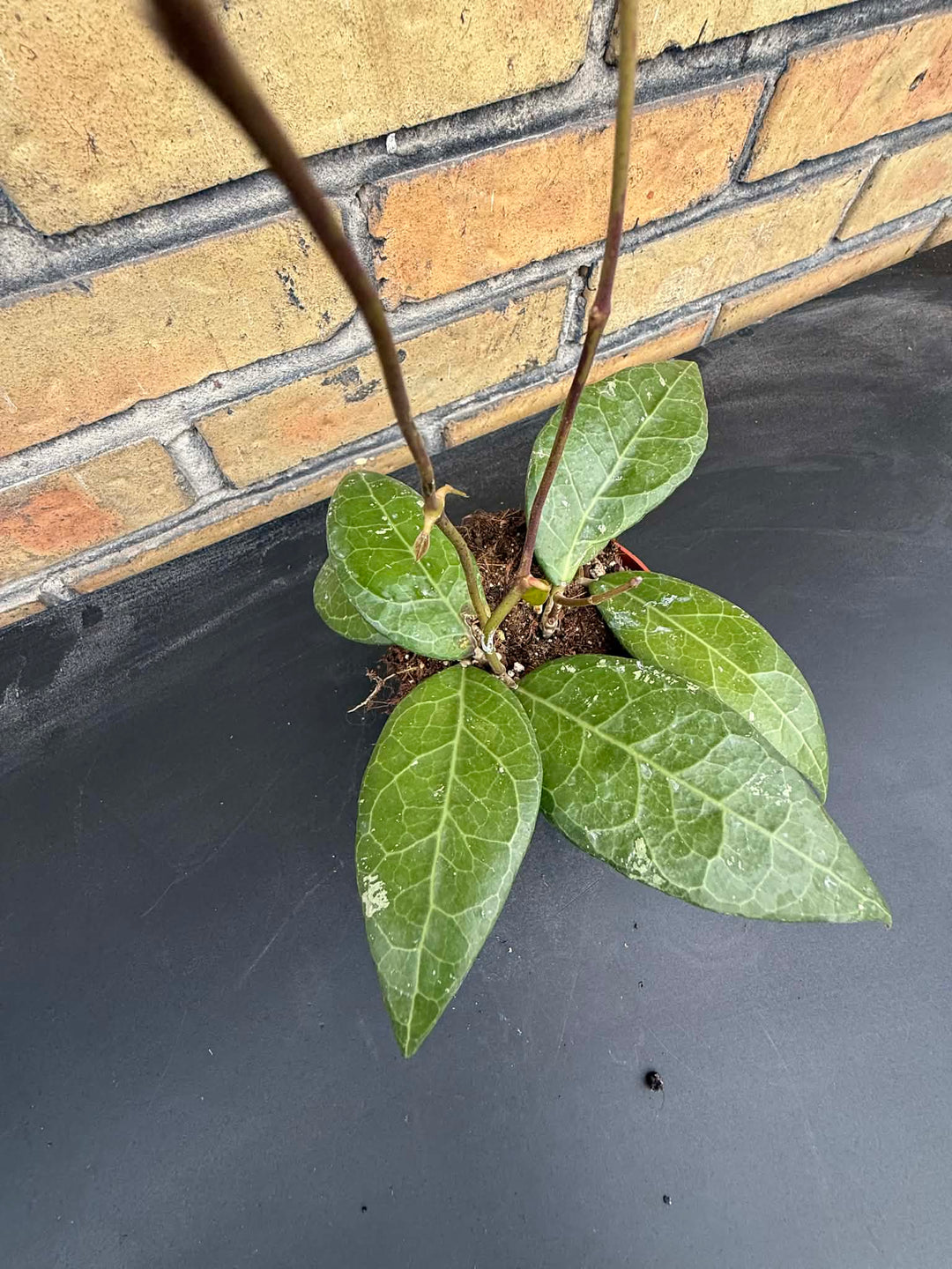 Hoya verticillata lampung