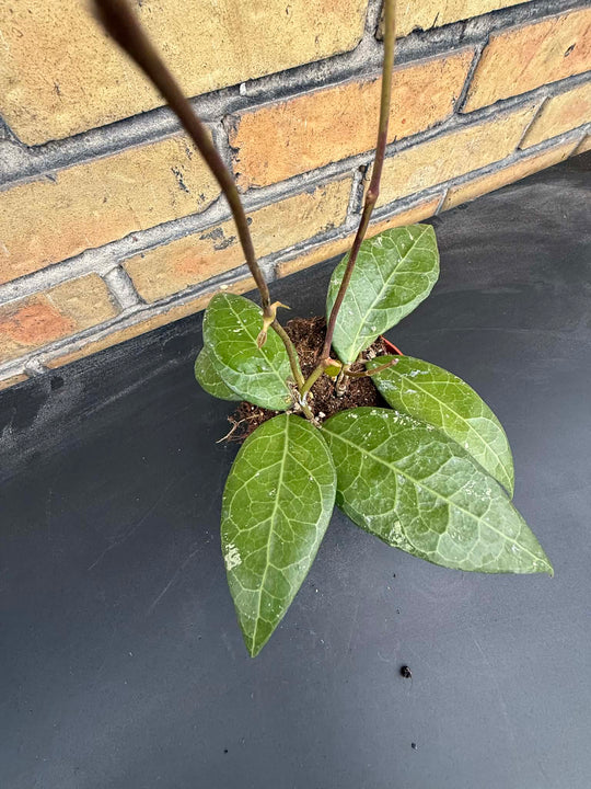 Hoya verticillata lampung