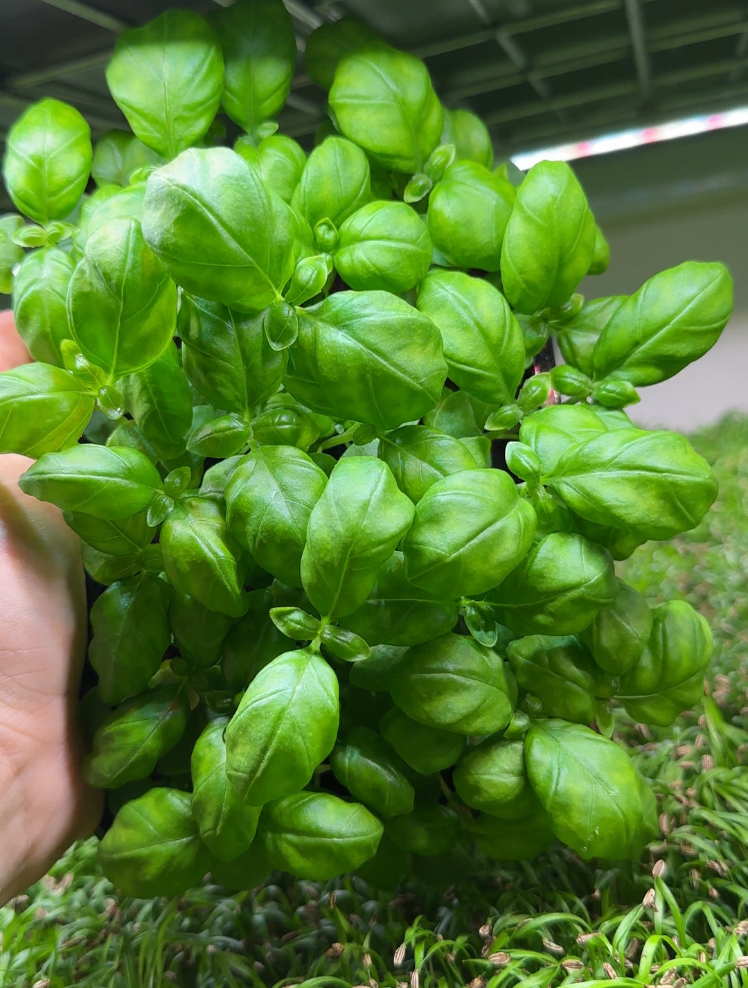 Microgreens Starterpack Trialpack