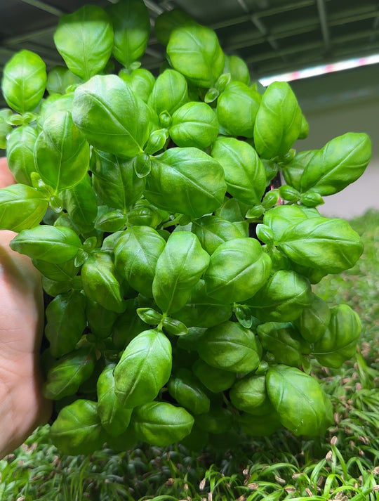 NFT Seed Kit 4 different BASIL