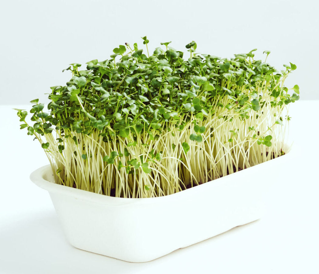 Brocolli Microgreens