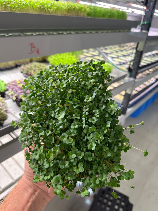 Microgreens Starterpack Organic