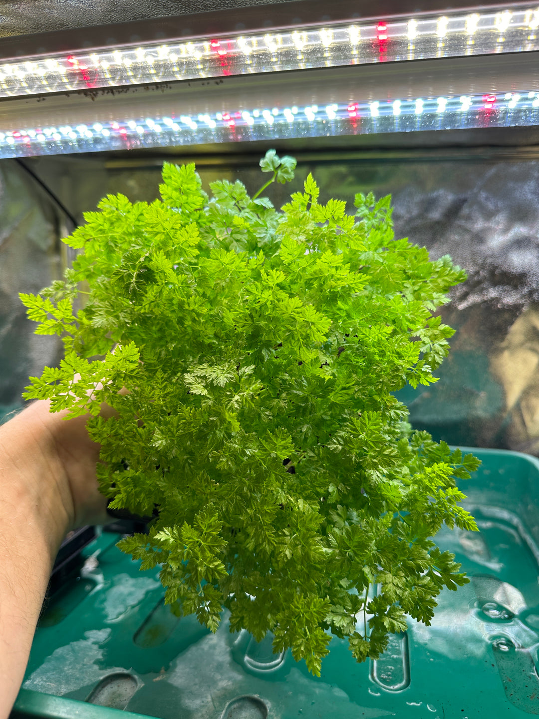 Chervil