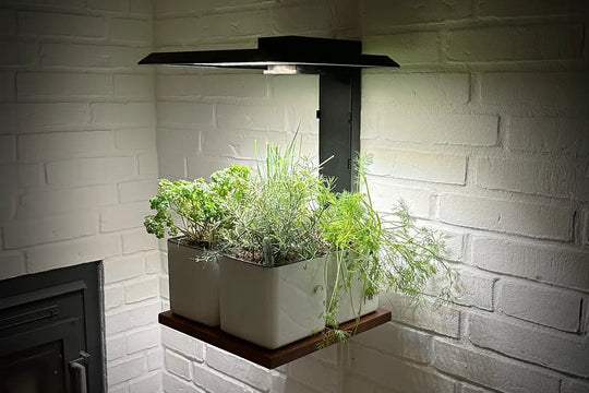 Homefarm Square 30x30CM + 4 Self Watering Pots