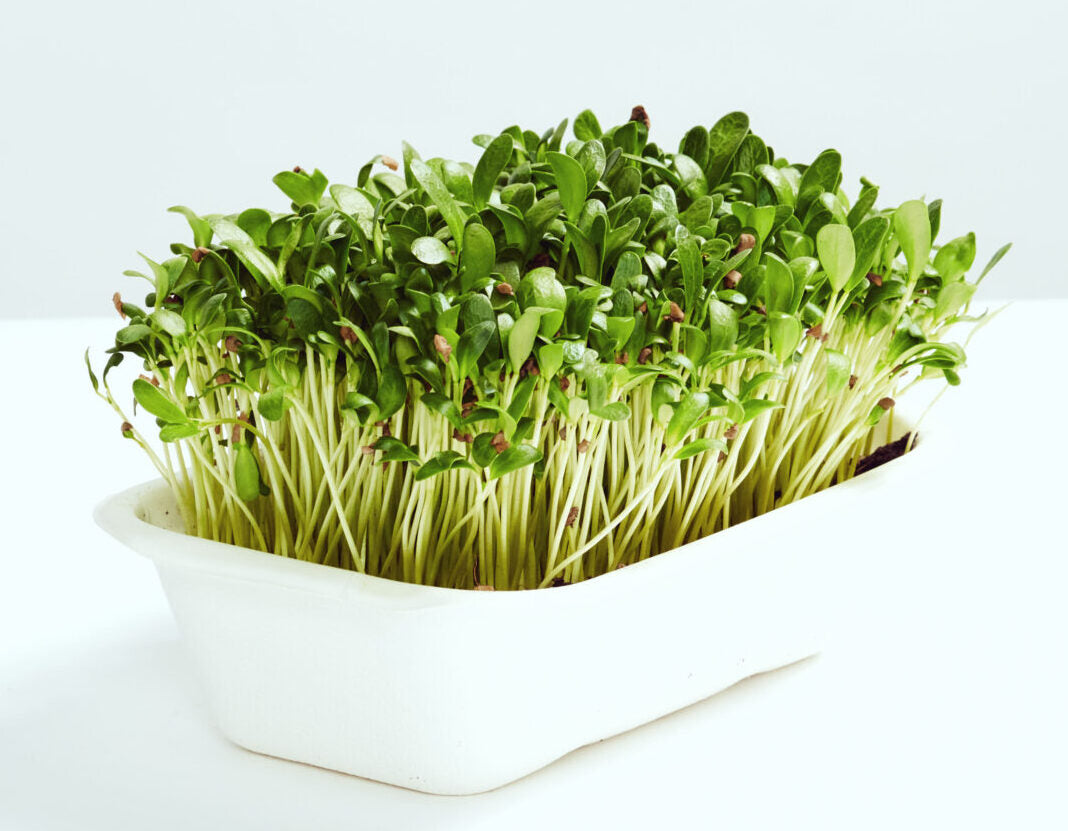 Fenugreek Microgreens