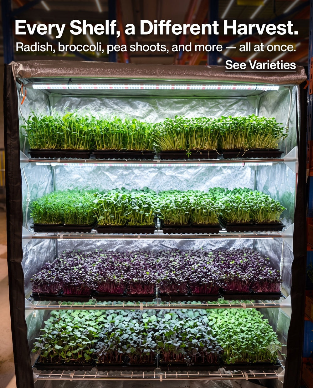 Simple Microgreens, Herbs And Cuttings Growkit
