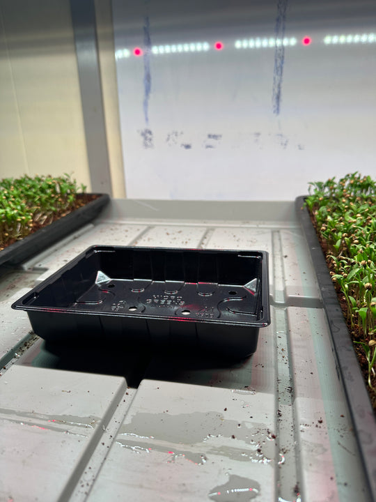 Grow Tray For Microgreens