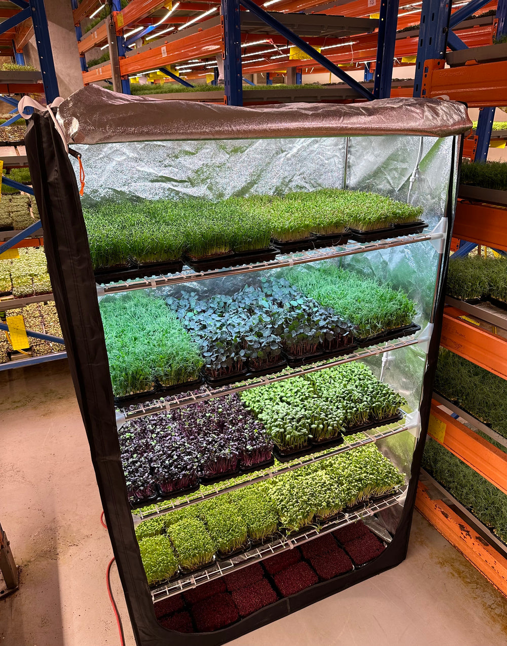 Growtent Growkit Herbs + Microgreens