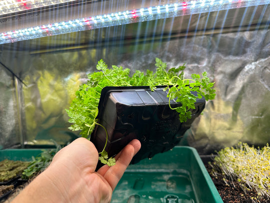 Grow Tray For Microgreens