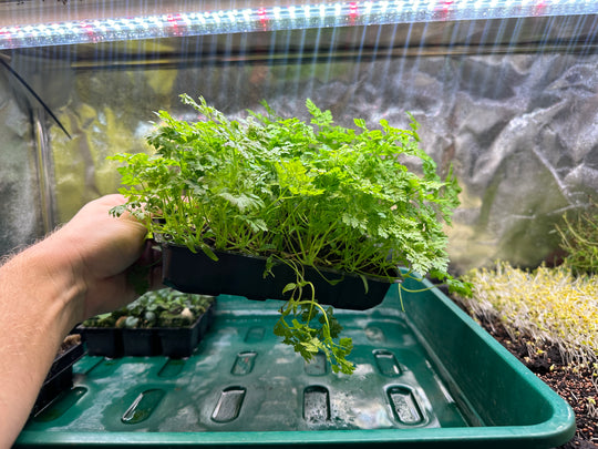 Grow Tray For Microgreens