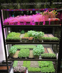 Microgreens Build A Business