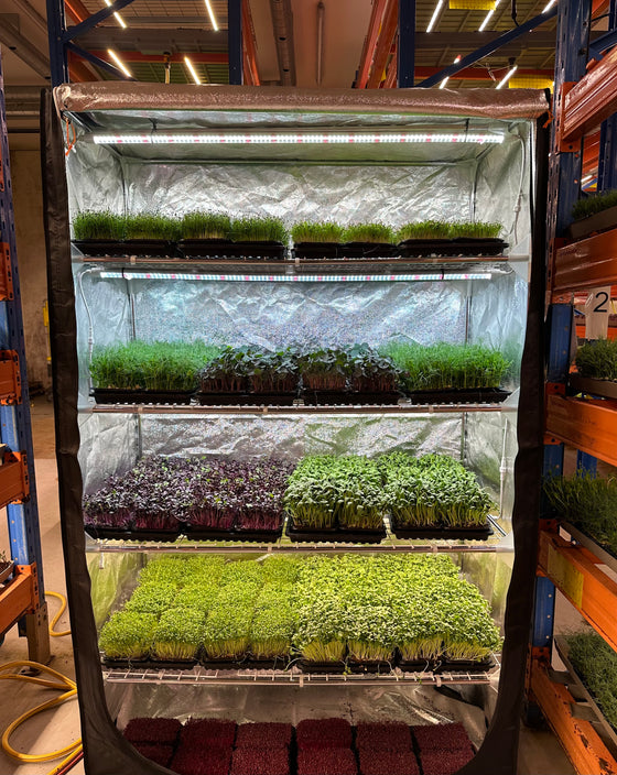 Microgreens Business Growtent Kit Pallet