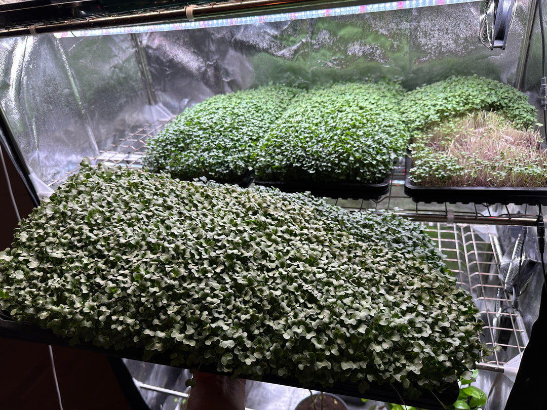 LINEARE MAX YIELD 120 CM T8 33W LED GROWLIGHT MICROGREENS, SALAD AND HERBS