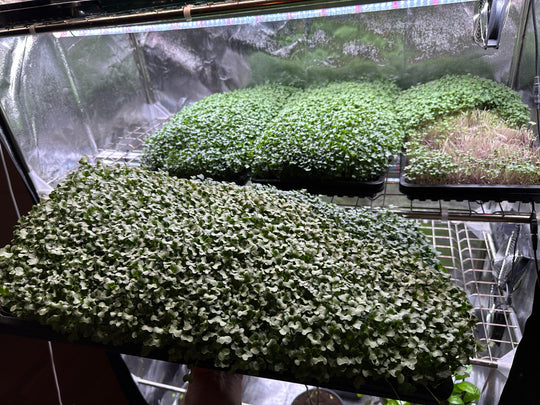 LINEARE MAX YIELD 120 CM T8 33W LED GROWLIGHT MICROGREENS, SALAD AND HERBS