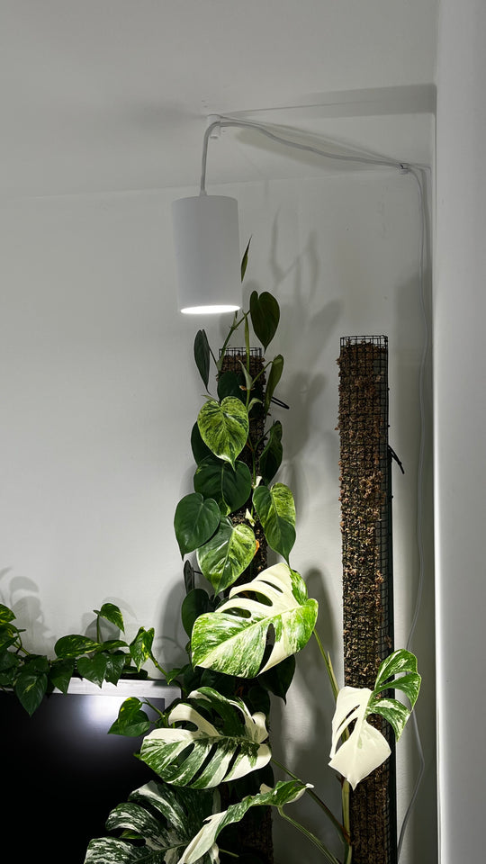 Plantevækstlys spot 30 watt