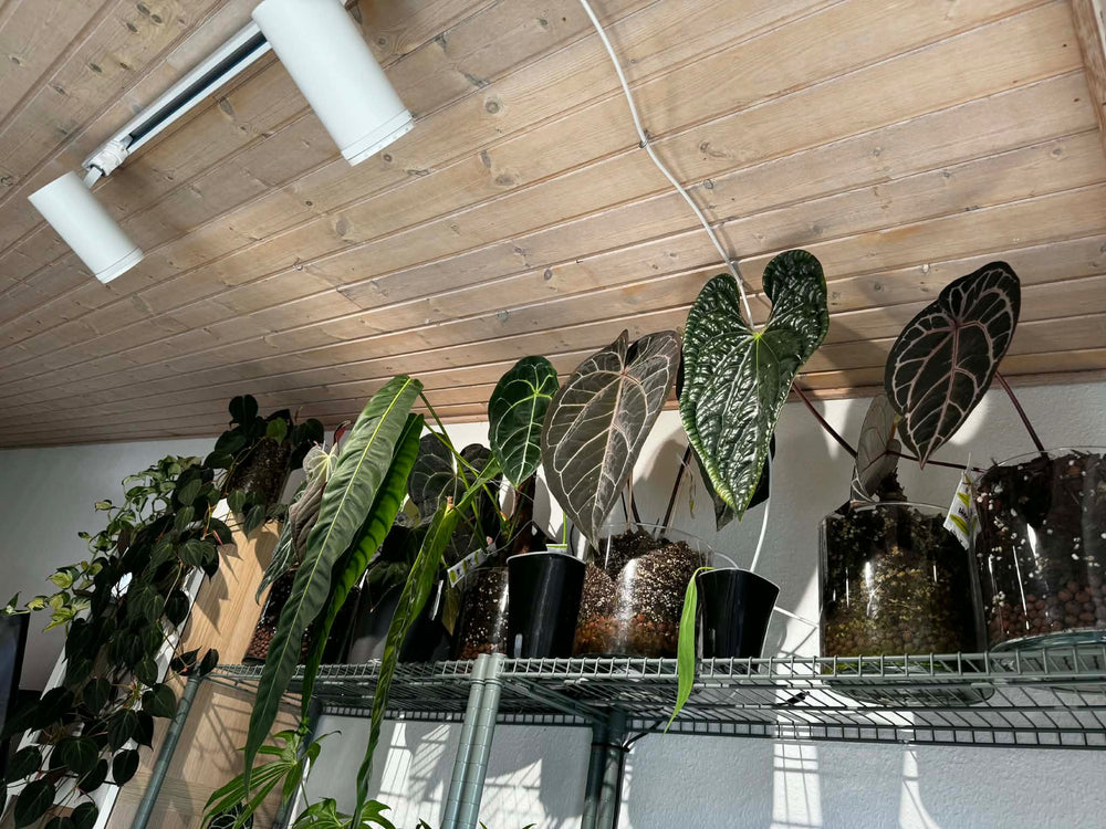 LED Growlight Track Light Kit