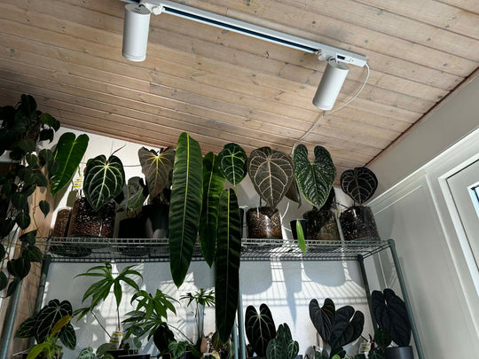 LED Growlight Track Light Kit