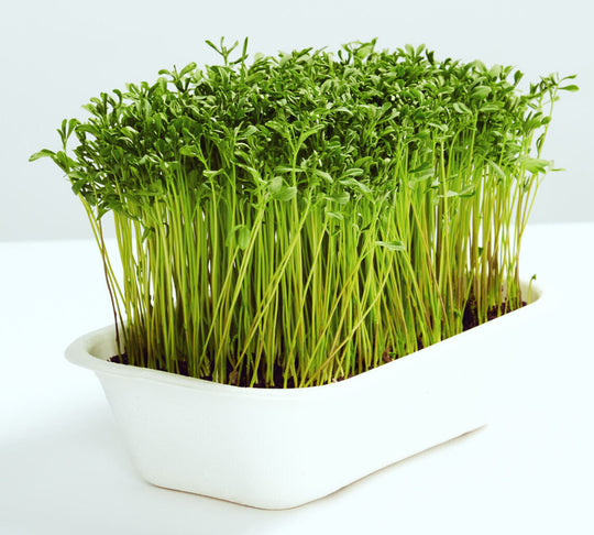 Lentil Microgreens