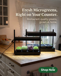 Broccoli, Kohlrabi, Green and Violet Radish Microgreens Kit
