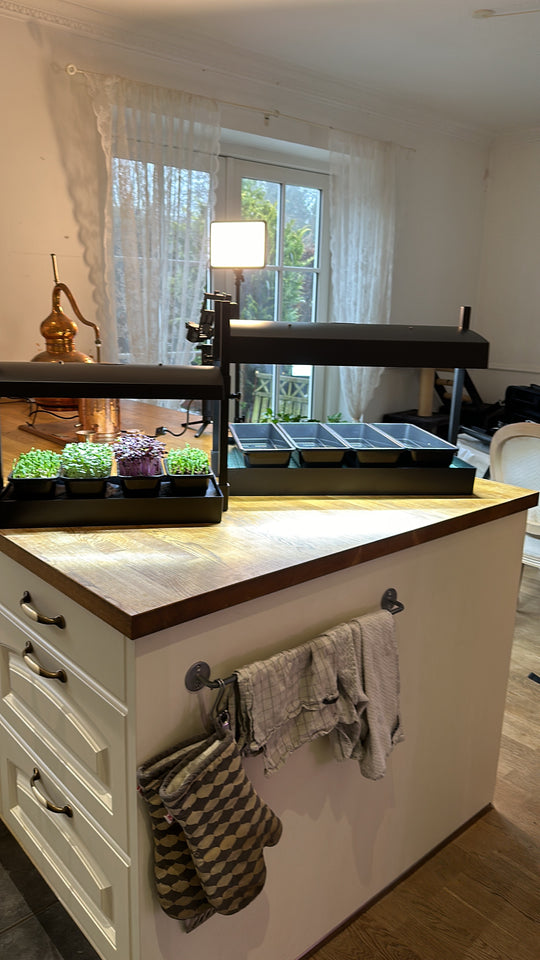 Brocolli Calabrese Sprouting kit