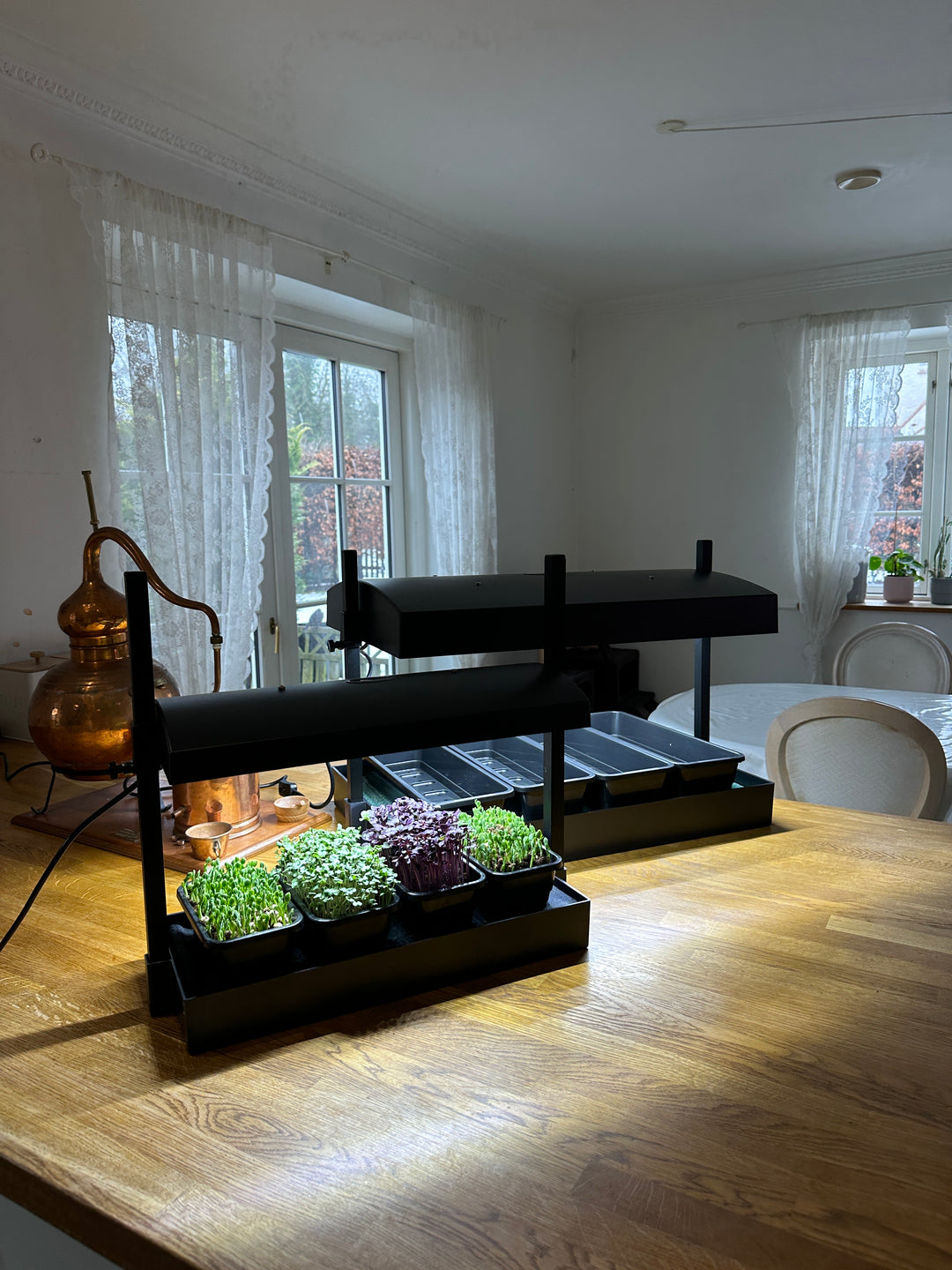 Mini Grow System Microgreens, salad + Herbs