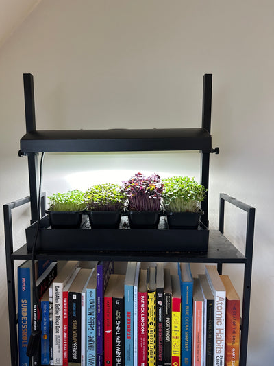 Luomu parsakaali-, kyssäkaali-, rucola- ja violettiretiisimikrovihannespakkaus