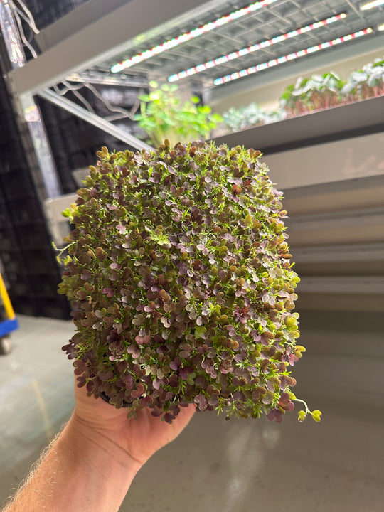 Mizuna Red