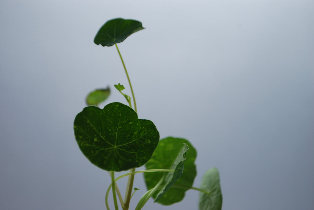 Nasturtium Microgreens