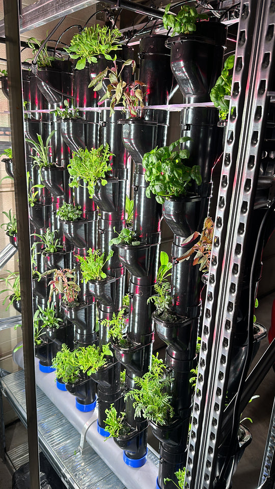 NFT Seed Kit 4 different BASIL