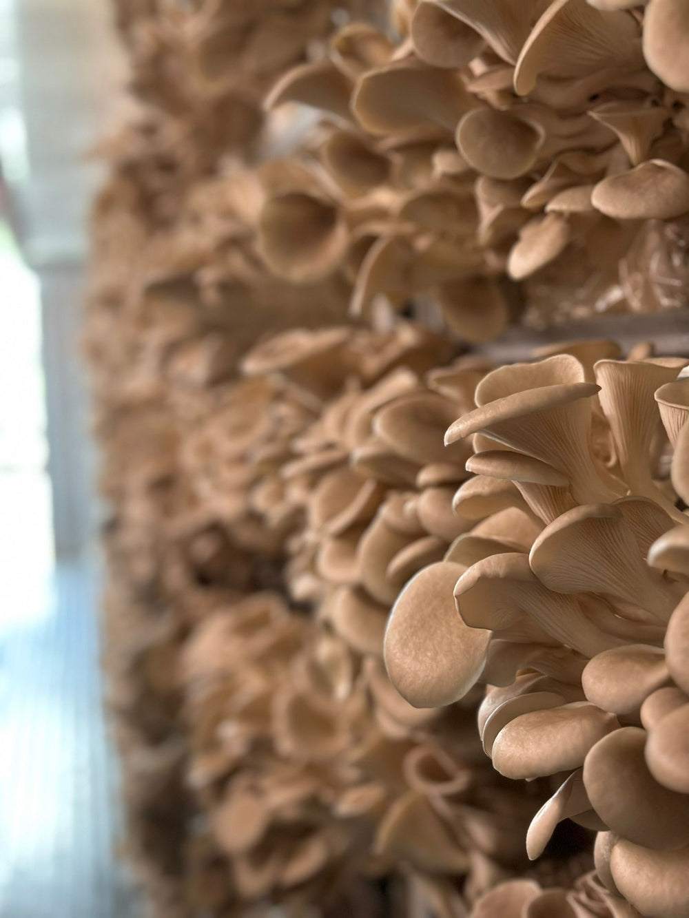 Fruiting Bag - Oyster Mushroom Ready To Grow