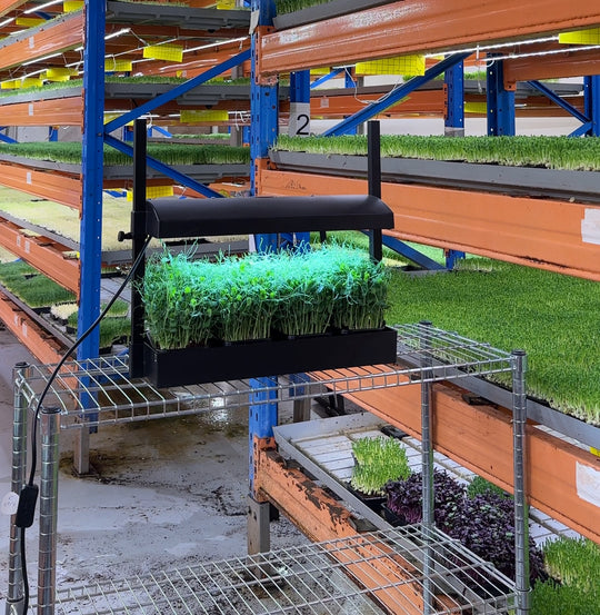 PEASHOOTS Microgreens Growkit