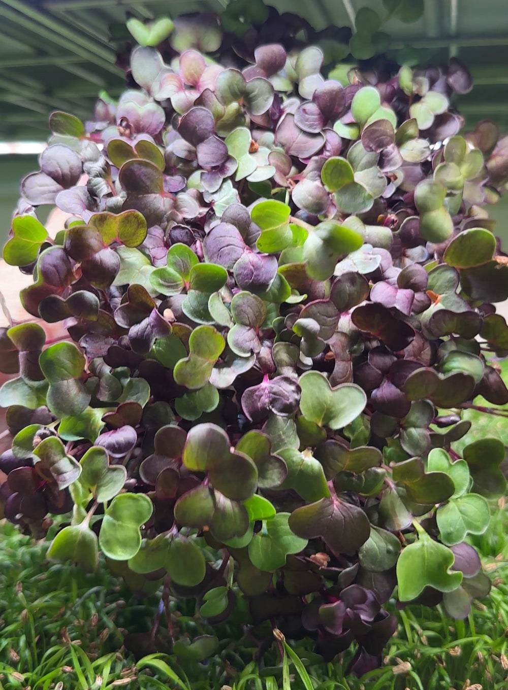 Microgreens Starterpack Organic