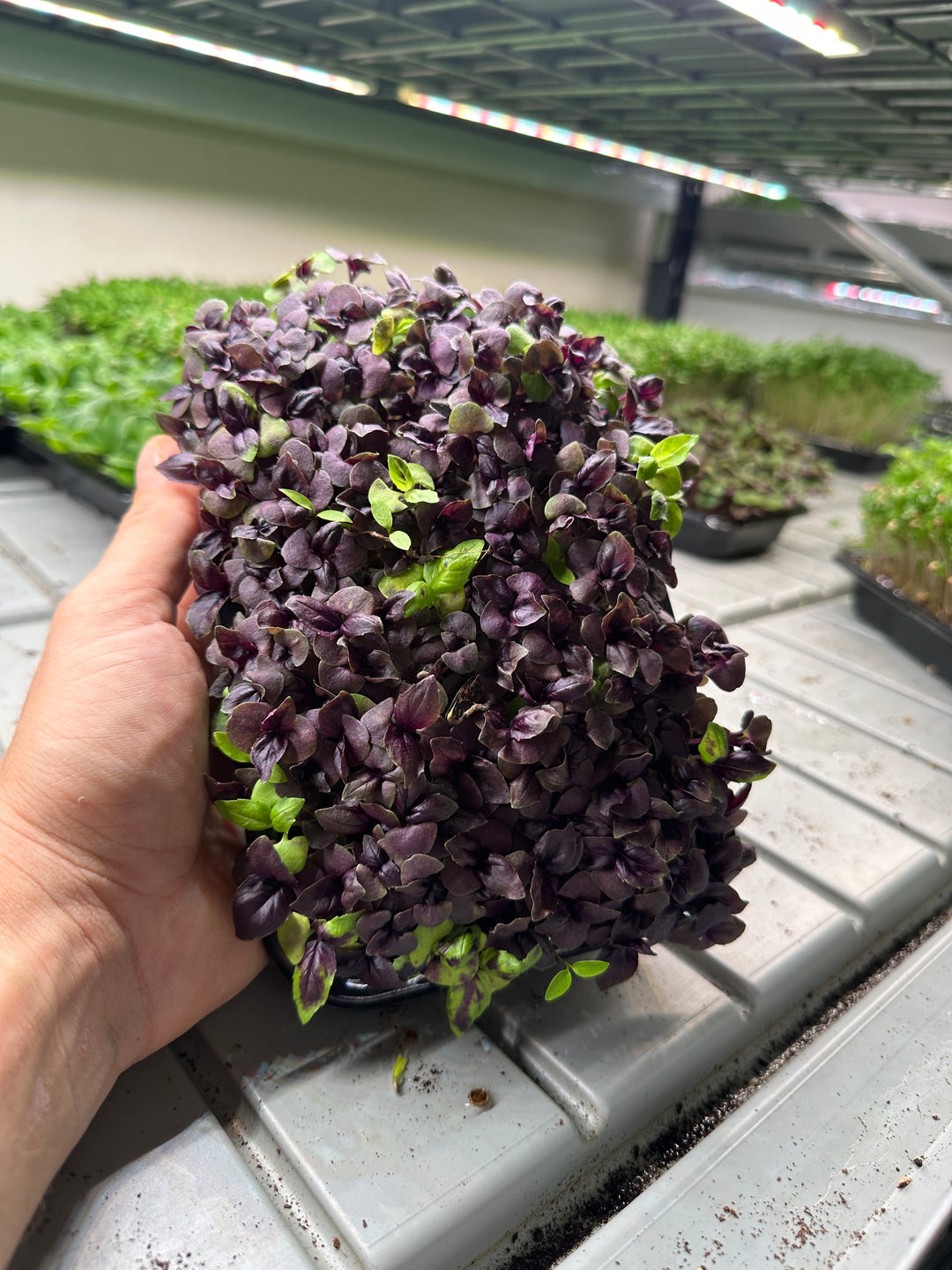 Microgreens Starterpack Trialpack