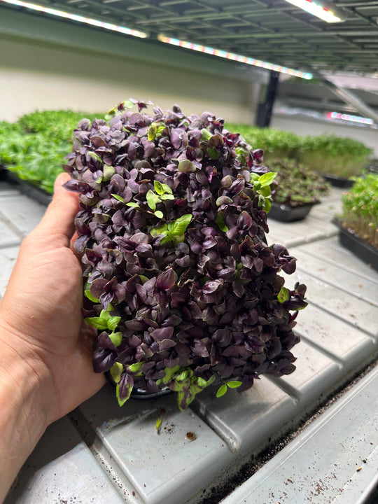 Microgreens Starterpack Trialpack