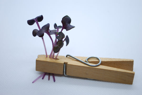 Violet Radish