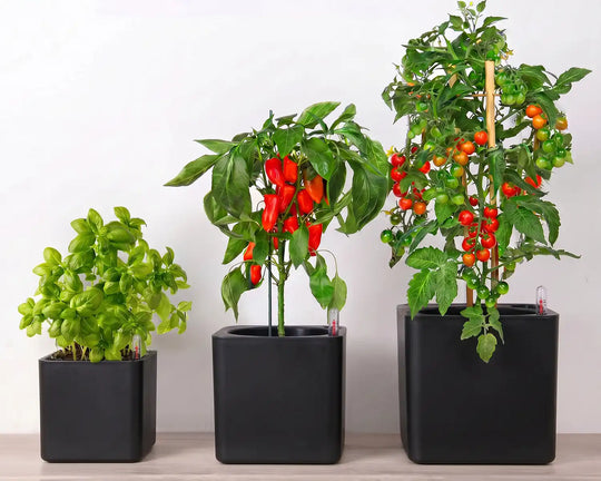 Self-watering pots Black