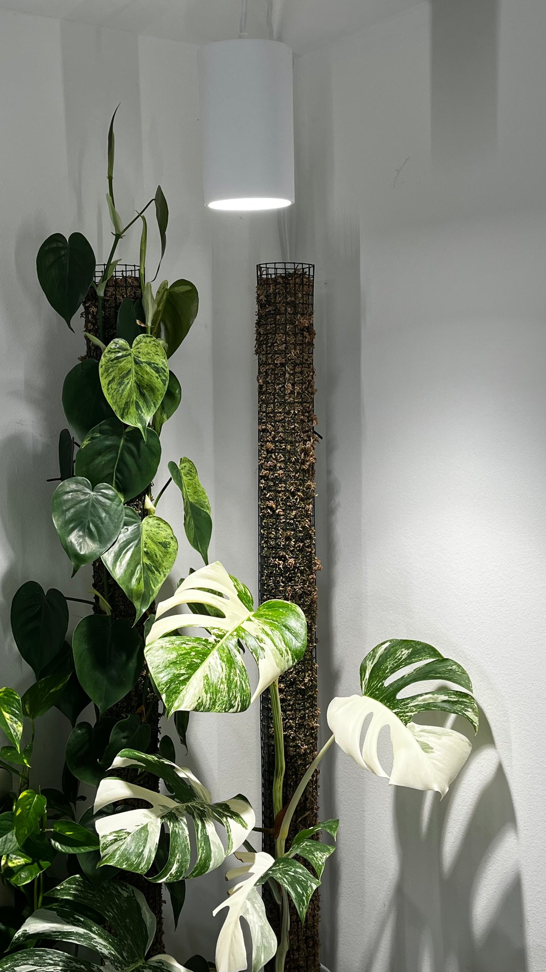 Plantevækstlys spot 30 watt